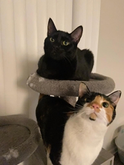 Cats Theo and Jasper