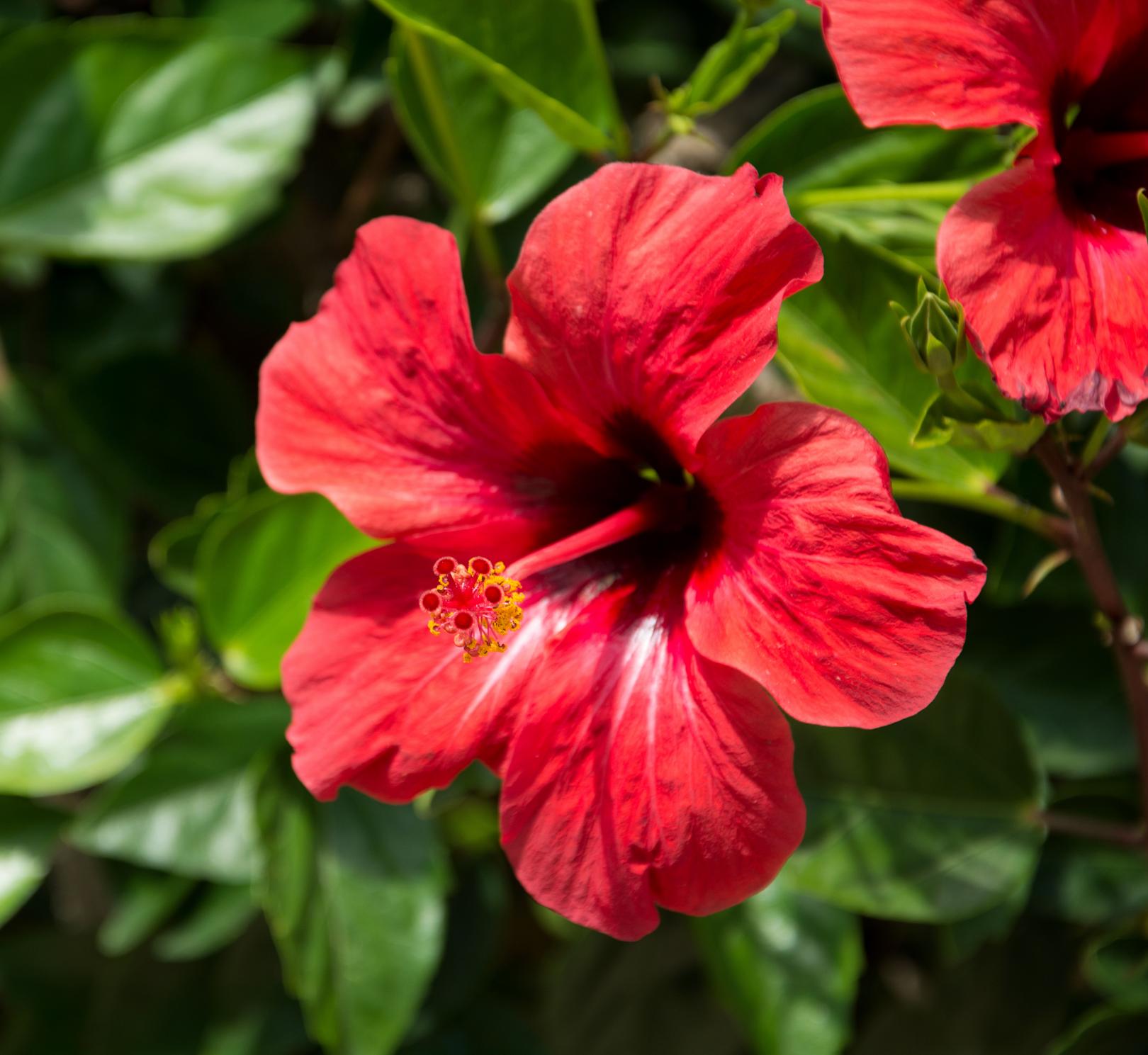 Hibiscus flower