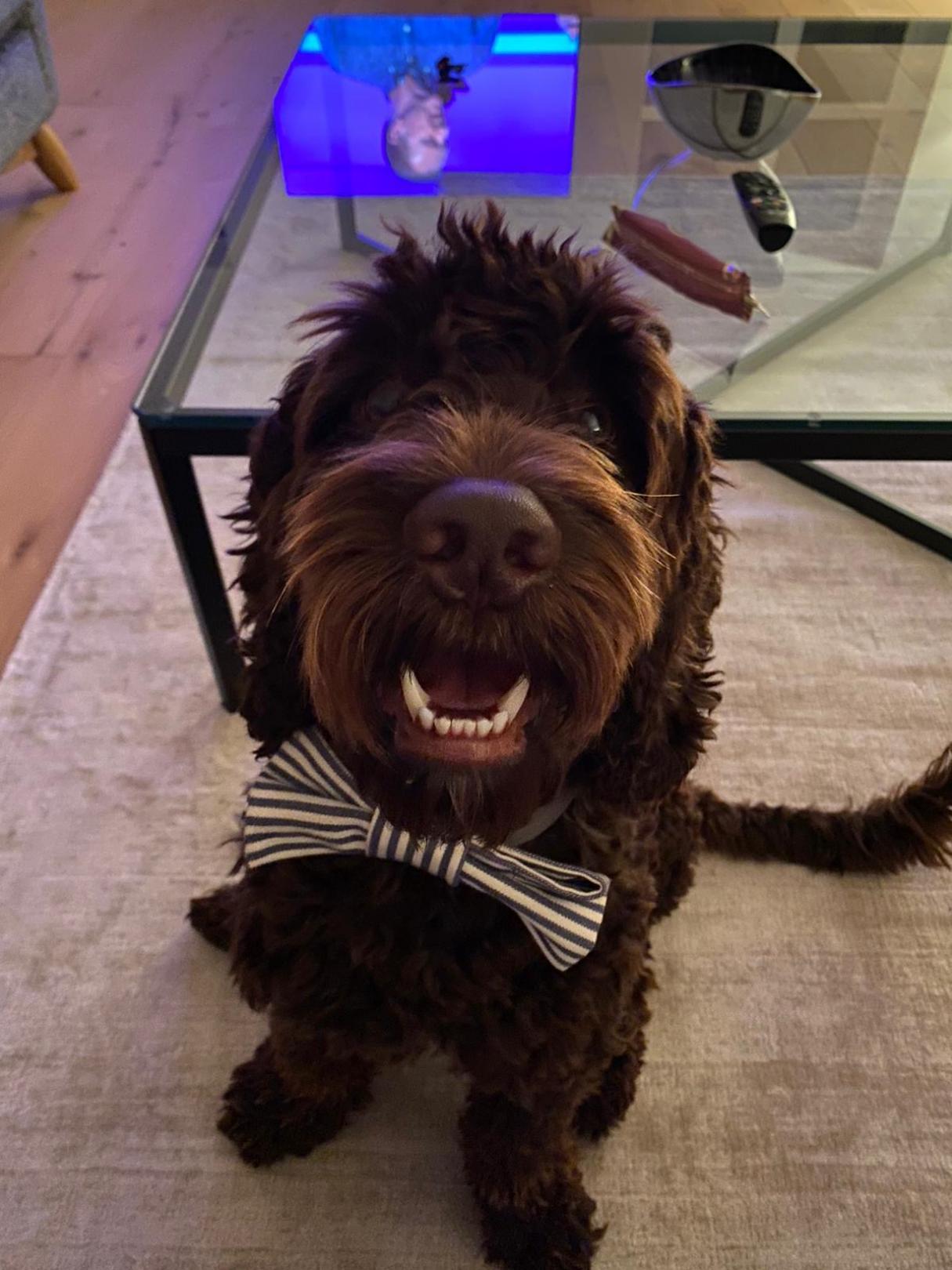 A puppy in a bowtie