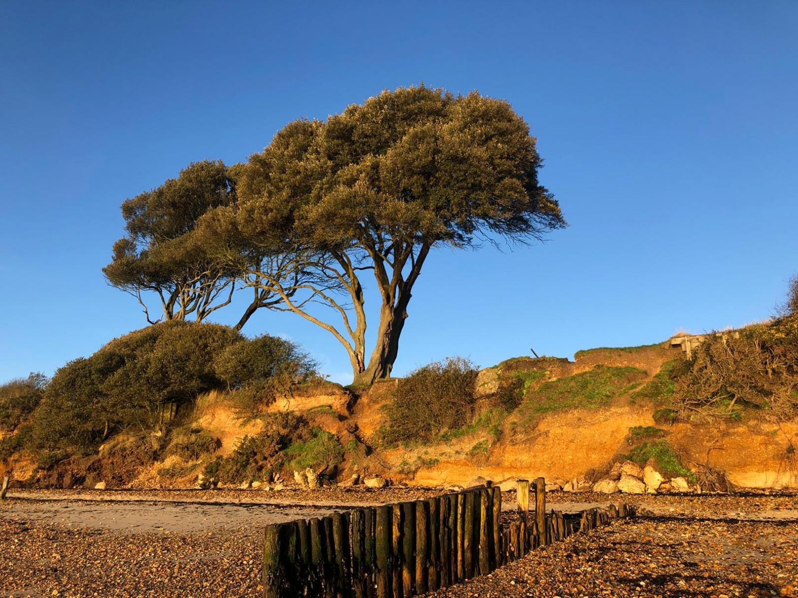 Landscape and tree