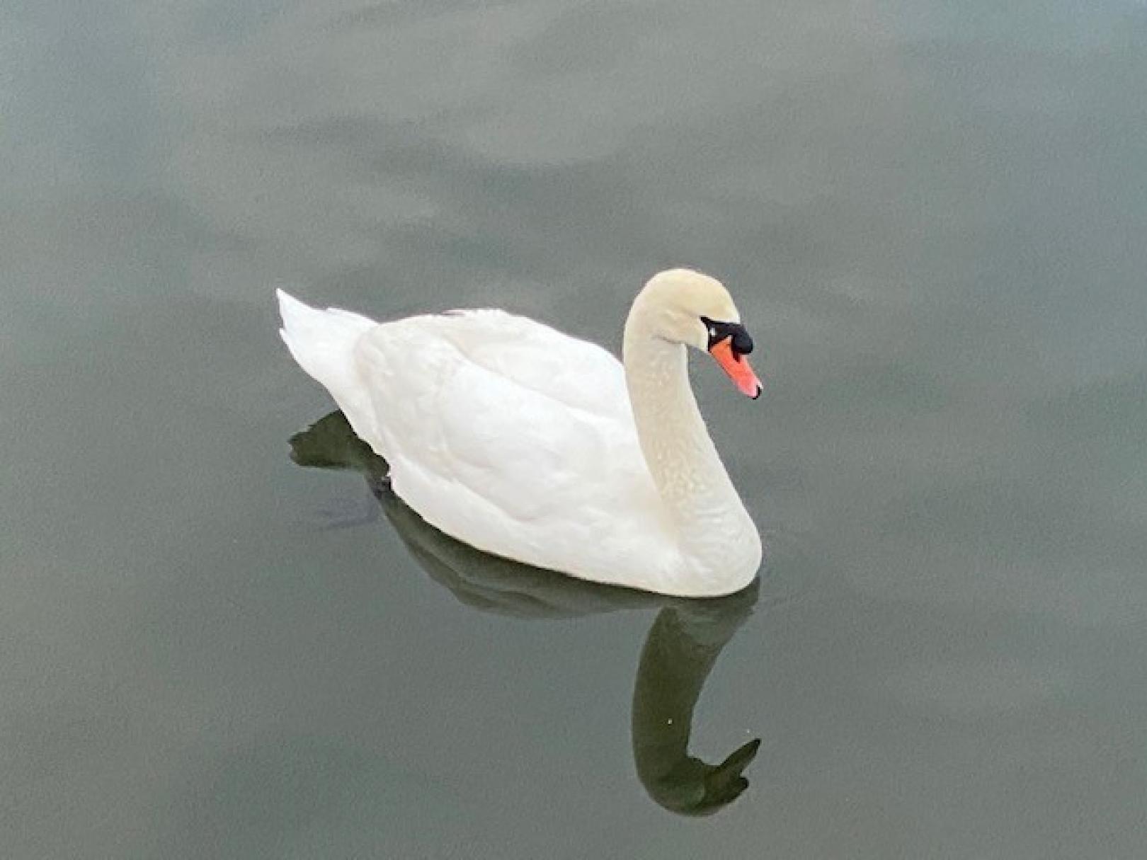 A white swan, symbol of light, grace, beauty, love and purity