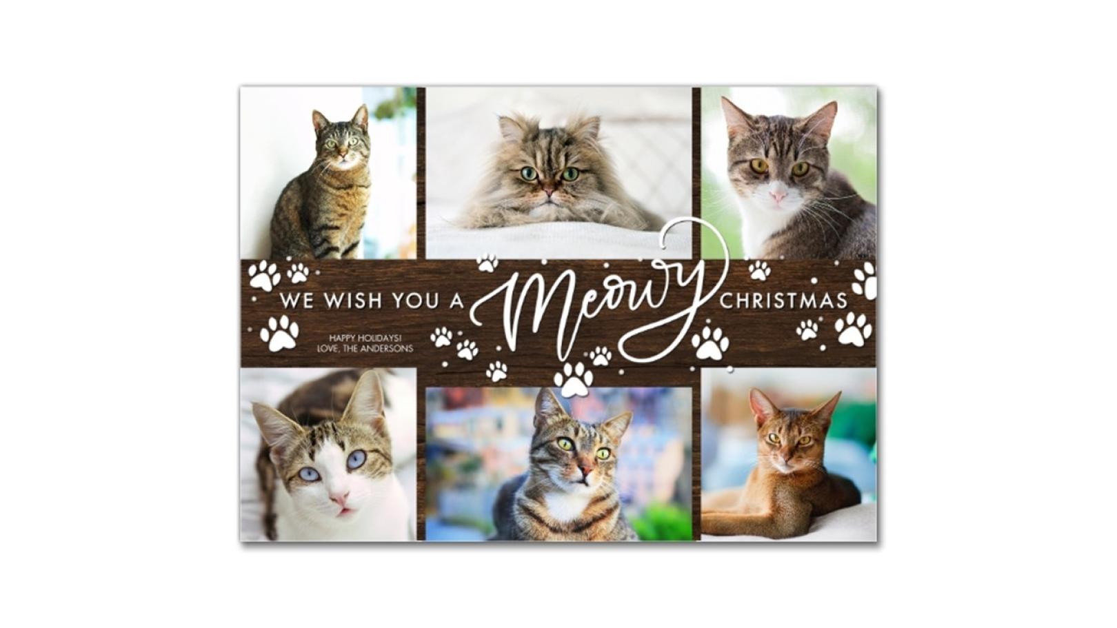 Cat holiday card