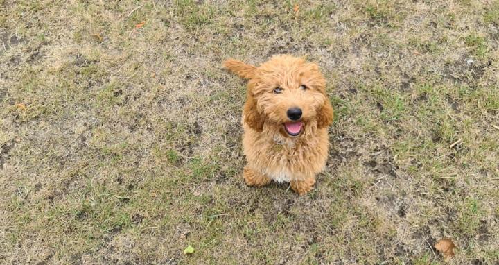 Ozzy, WBA Dog