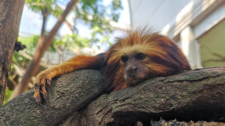 Golden headed lion tamarin Bandit