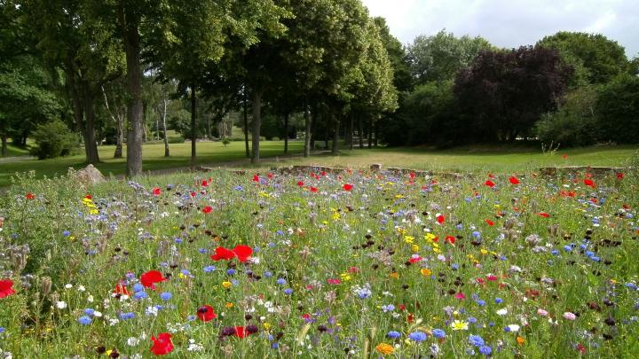 a field of flowers